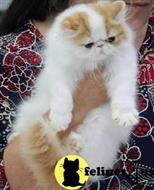 exotic shorthair kitten posted by pday4302