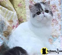 exotic shorthair kitten posted by pday4302