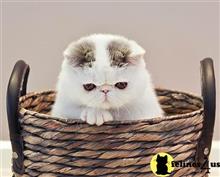 exotic shorthair kitten posted by pday4302