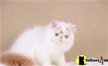 exotic shorthair kitten posted by pday4302
