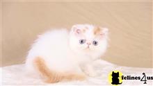 exotic shorthair kitten posted by pday4302