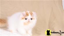 exotic shorthair kitten posted by pday4302