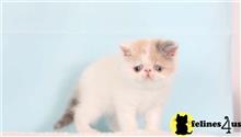 exotic shorthair kitten posted by pday4302