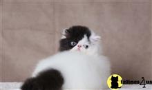 exotic shorthair kitten posted by pday4302