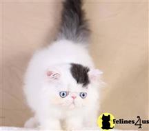 exotic shorthair kitten posted by pday4302