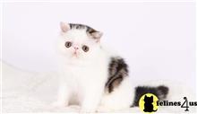 exotic shorthair kitten posted by pday4302
