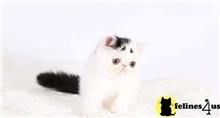 exotic shorthair kitten posted by pday4302