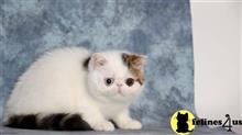 exotic shorthair kitten posted by pday4302