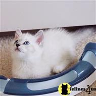 munchkin kitten posted by pday4302
