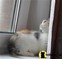 munchkin kitten posted by pday4302