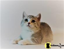 munchkin kitten posted by pday4302