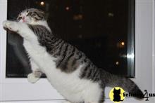 munchkin kitten posted by pday4302