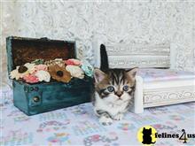 munchkin kitten posted by pday4302