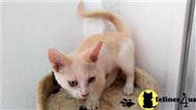munchkin kitten posted by pday4302