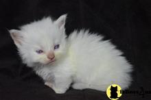 munchkin kitten posted by pday4302