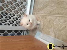 munchkin kitten posted by pday4302