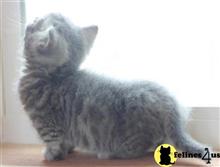 munchkin kitten posted by pday4302