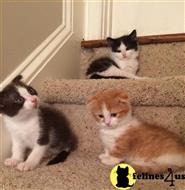 munchkin kitten posted by pday4302