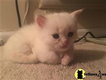munchkin kitten posted by pday4302