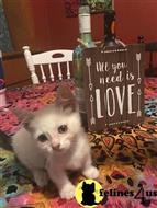 munchkin kitten posted by pday4302