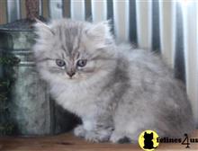 munchkin kitten posted by pday4302