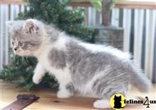 munchkin kitten posted by pday4302