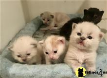 munchkin kitten posted by pday4302