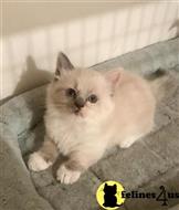 munchkin kitten posted by pday4302