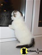 munchkin kitten posted by pday4302