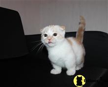 munchkin kitten posted by pday4302