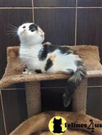 munchkin kitten posted by pday4302