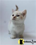 munchkin kitten posted by pday4302