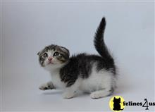 munchkin kitten posted by pday4302