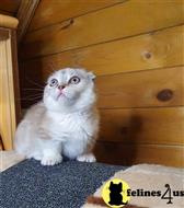 munchkin kitten posted by pday4302