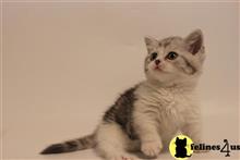 munchkin kitten posted by pday4302
