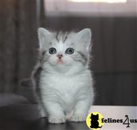 munchkin kitten posted by pday4302