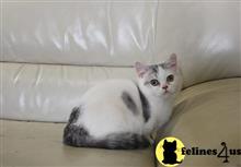 munchkin kitten posted by pday4302