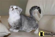 munchkin kitten posted by pday4302