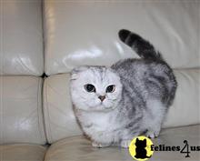 munchkin kitten posted by pday4302