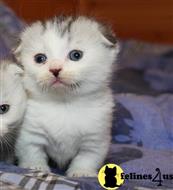 munchkin kitten posted by pday4302