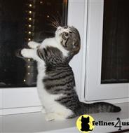 munchkin kitten posted by pday4302