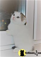 munchkin kitten posted by pday4302