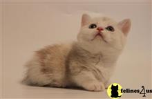 munchkin kitten posted by pday4302