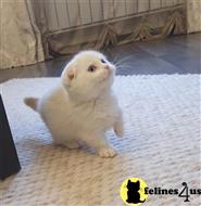 munchkin kitten posted by pday4302