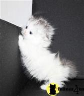 munchkin kitten posted by pday4302