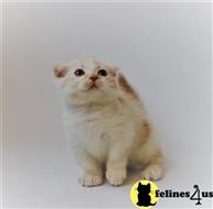 munchkin kitten posted by pday4302