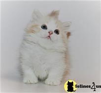 munchkin kitten posted by pday4302