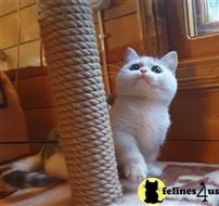 munchkin kitten posted by pday4302