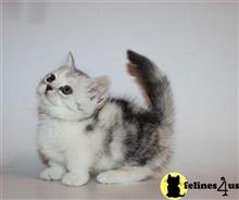 munchkin kitten posted by pday4302