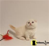 munchkin kitten posted by pday4302